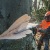 Бензопила Stihl MS 661-28" в Архангельске