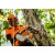 Аккумуляторная пила Stihl MSA 161 T-10" (без аккумулятора и зарядного устройства) в Архангельске