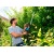 Электроножницы Gardena ComfortCut 550/50 в Архангельске