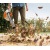 Воздуходувка бензиновая Stihl BG 56 в Архангельске