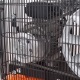 Компрессор поршневой Patriot Remeza СБ 4/С-100 LB 30 A в Архангельске